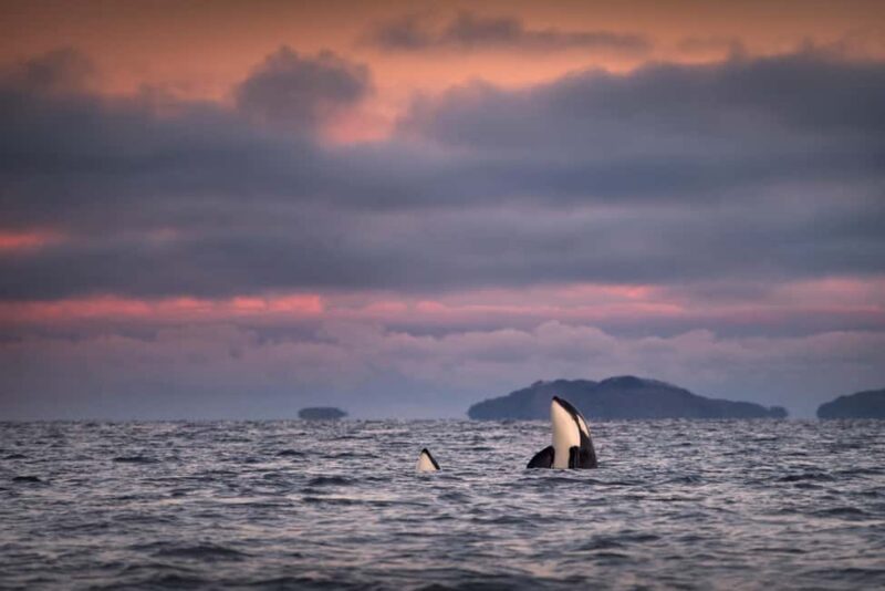 Tromsø: Responsible Whale Watching Cruise Aboard MS Alba - Key Points