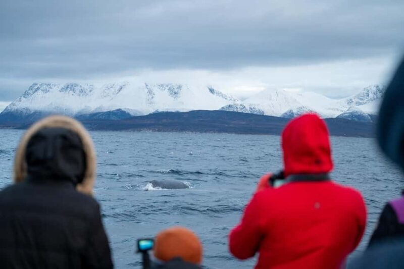 Tromsø: Responsible Whale Watching Cruise Aboard MS Alba - Hot Drinks and Biscuits Keep Passengers Warm and Happy