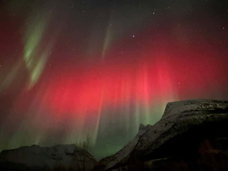 Tromsø: Sami Culture & Reindeer with Transport - Reindeer Encounters: Petting, Feeding, and Photos