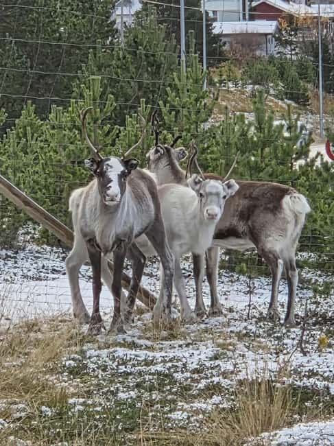 Tromsø: Sami Culture & Reindeer with Transport - The Authentic Norwegian Lunch and Free Time in Skibotn