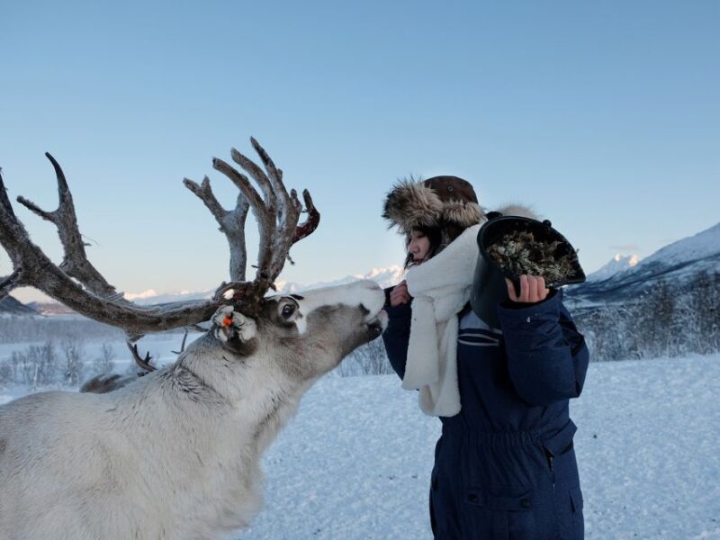 Tromsø: Sámi Reindeer Sledding and Sami Cultural Tour - Environmental Conditions and Practical Tips