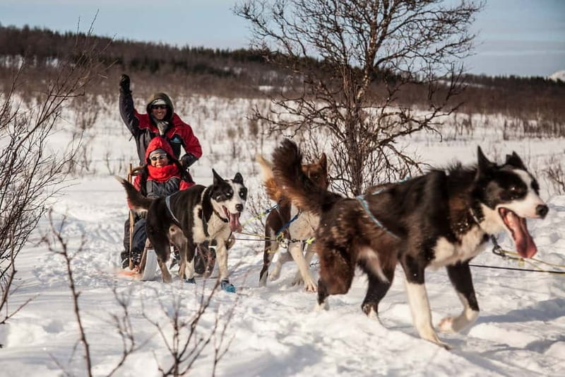 Tromsø: Self-Drive Husky Dog Sledding Adventure - The Sledding Route and Scenic Highlights
