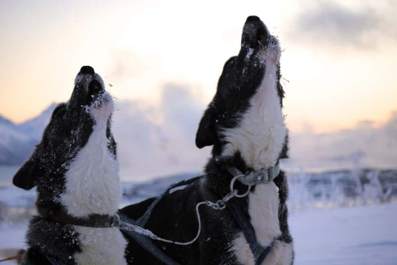 Tromsø: Self-Drive Husky Dog Sledding Adventure - Interaction with the Huskies and Facility Tour