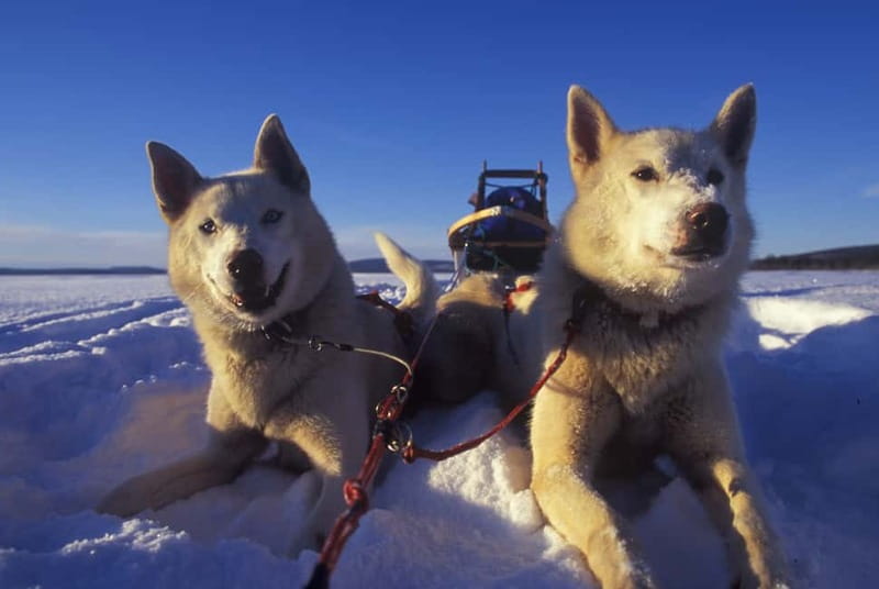 Tromsø: Self-Drive Husky Dog Sledding Adventure - Physical Demands and Fitness Level