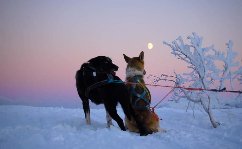 Tromsø: Self-Drive Husky Dog Sledding Adventure - Safety and Practical Tips