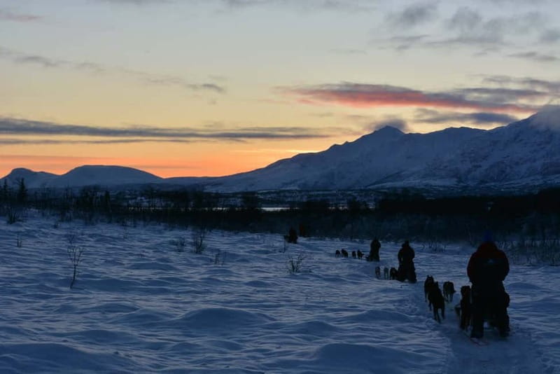 Tromsø: Self-Drive Husky Dog Sledding Adventure - Pricing, Cancellation, and Booking Flexibility