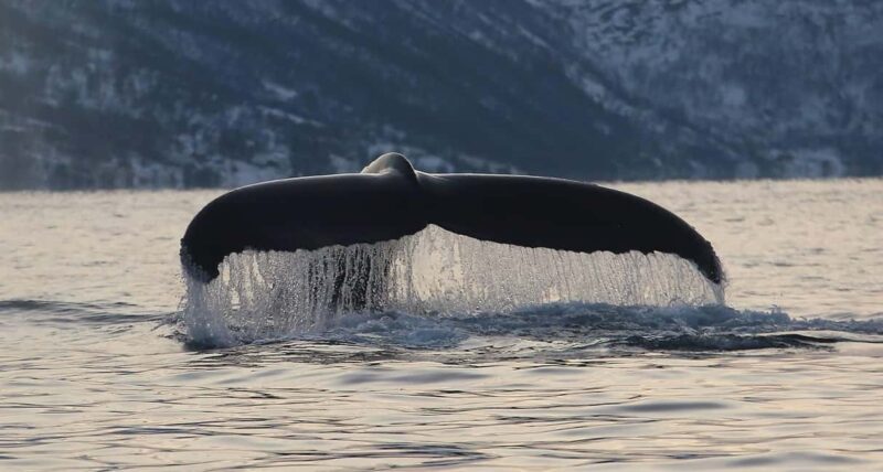 Tromsø: Skjervøy Pilothouse Boat Whale Watching Tour - Key Points