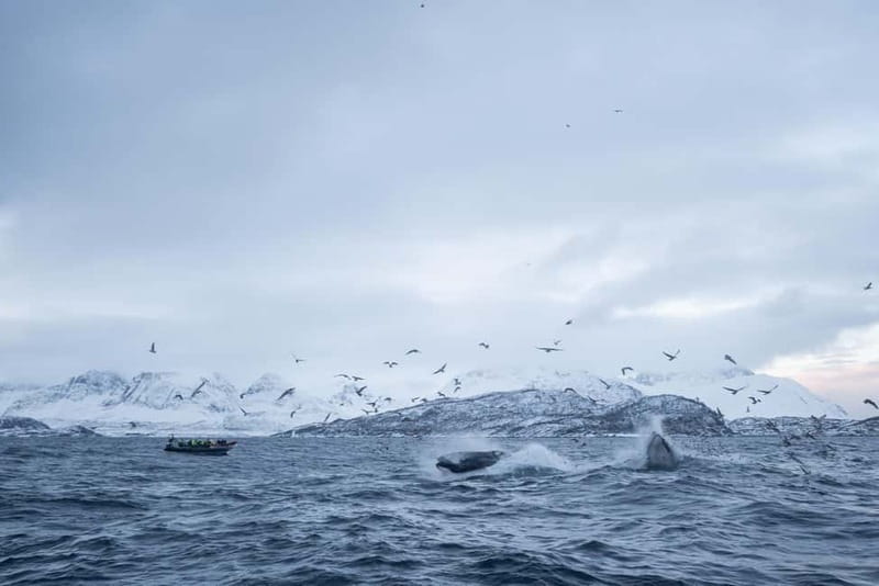 Tromsø: Skjervøy RIB Whale Watching Tour - Key Points
