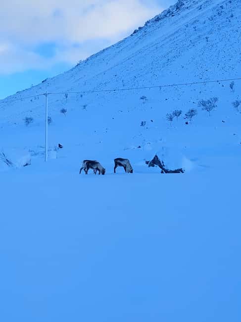 Tromsø: Snowshoe Hike to Lyngstuva Lighthouse with Lunch - Guided Snowshoe Trek to Lyngstuva Lighthouse