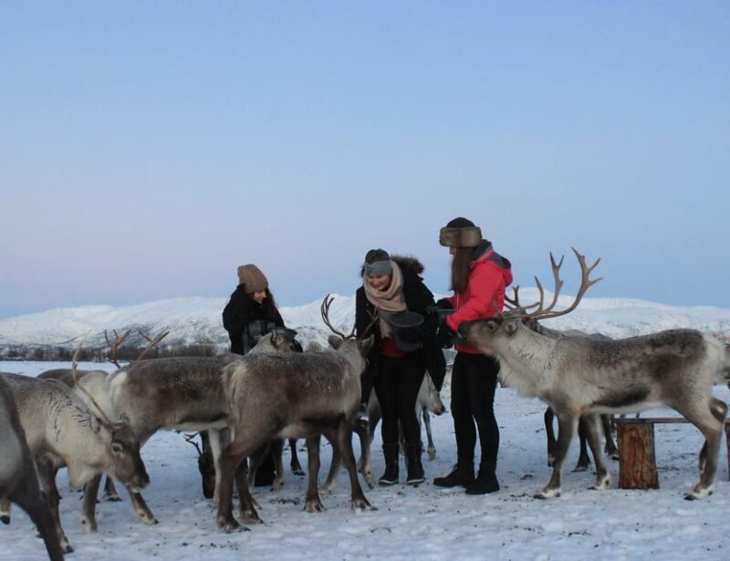 Tromsø: Snowshoeing with Reindeer - Meeting Point and Transportation from Tromsø