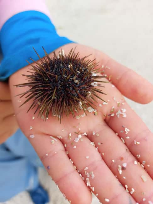 Tromsø: Sommaroy Fjord Tour with Lunch Option - The Flexibility and Cancellation Policy