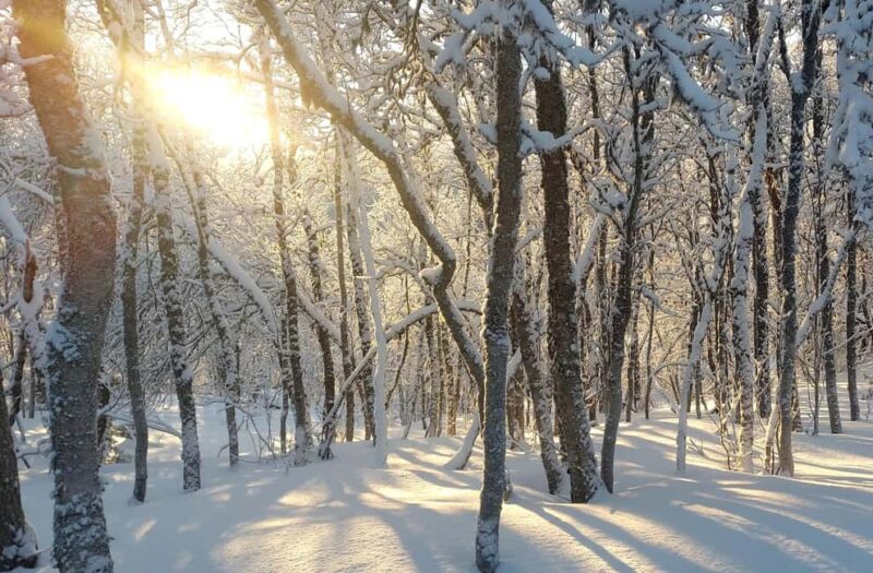 Tromsø Street to Wilderness: Guided Snowshoe Hike - Tromsø Street to Wilderness: Guided Snowshoe Hike