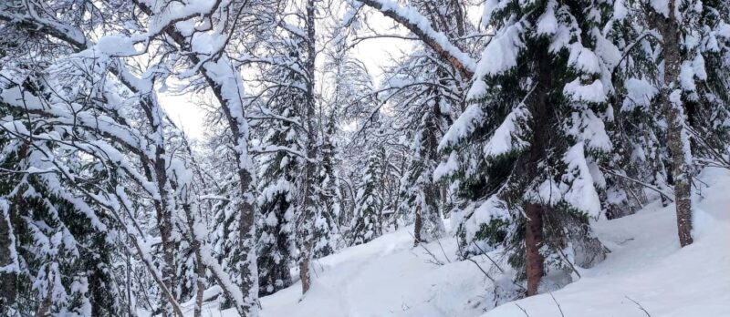 Tromsø Street to Wilderness: Guided Snowshoe Hike - Discover Tromsø’s Natural Arctic Landscape in a Short Time