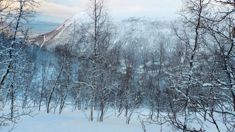 Tromsø Street to Wilderness: Guided Snowshoe Hike - What to Expect During the Snowshoe Trek
