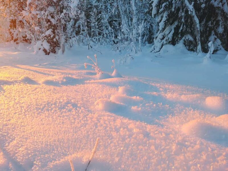 Tromsø Street to Wilderness: Guided Snowshoe Hike - The Guide: Experienced and Friendly