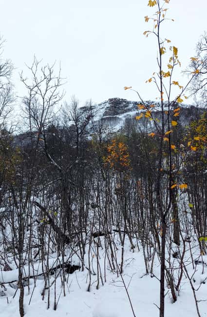 Tromsø Street to Wilderness: Guided Snowshoe Hike - Physical Requirements and Preparation Tips