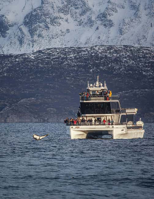 Tromsø: Whale Watching Tour by Hybrid-Electric Boat - The Design of the Hybrid-Electric Vessel and Its Environmental Impact