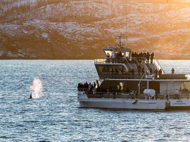 Tromsø: Whale Watching Tour by Hybrid-Electric Boat - The Whale Species You Might Encounter