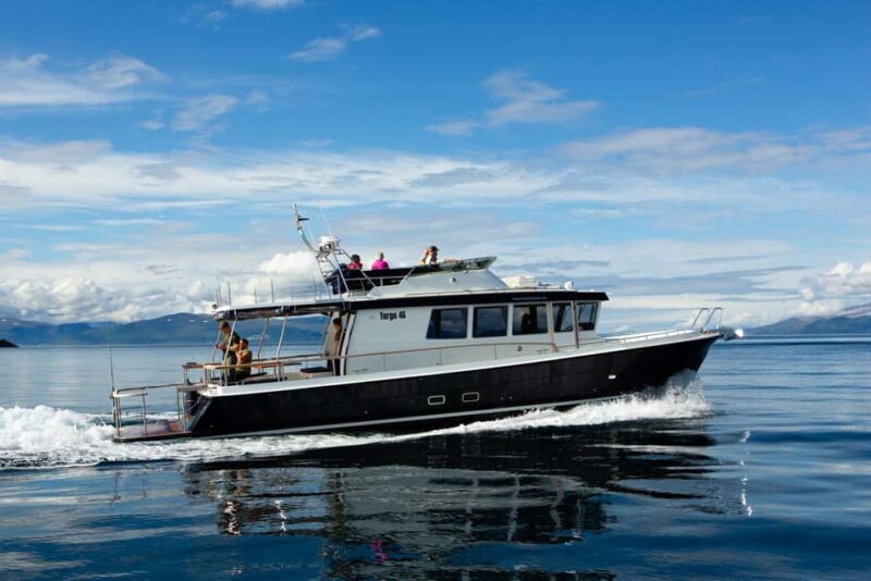 Tromsø: Whale Watching VIP Boat Tour with Lunch - Key Points