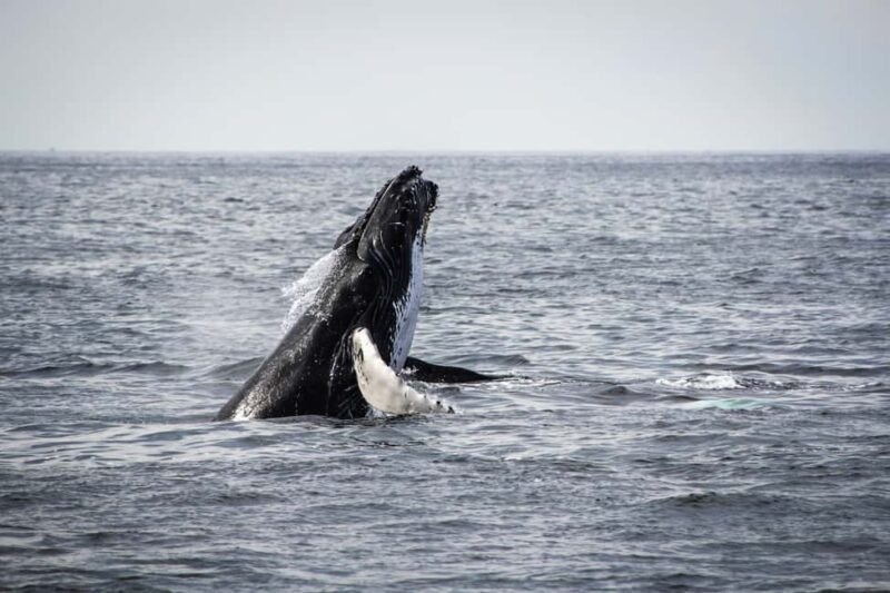 Tromsø: Whale Watching VIP Boat Tour with Lunch - Flexibility and Cancellation Policies for Peace of Mind