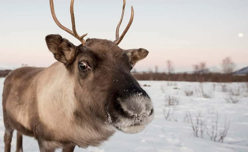 Tromsø: Winter Fjord Road Trip - Wildlife Encounters: Reindeer, Sea Eagles, and More