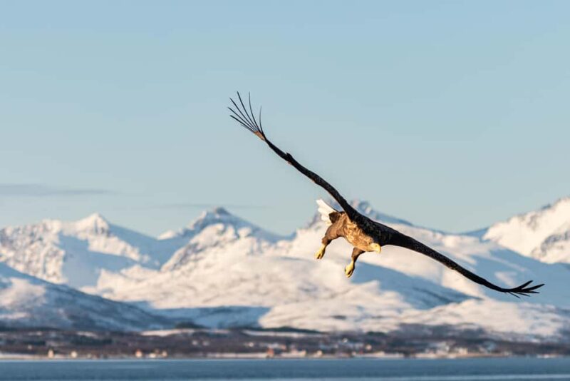 Tromsøs Top-Rated Fjord & Fishing Cruise  Lunch included - Why This Tour Stands Out from Other Fjord Cruises