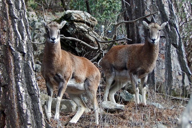 Troodos Jeep Safari from Protaras,Ayia napa & Larnaca - Wine Tasting at Lambouri Winery