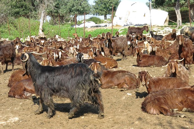 Troodos Mountains Villages: All Inclusive Food & Wine Day Tour - Visiting the Timios Stavros Monastery and the Struggle Museum