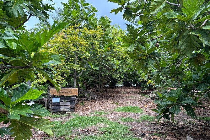 Tropical Fruit Hunting Tour at Grimal Grove - Practical Information and Logistics
