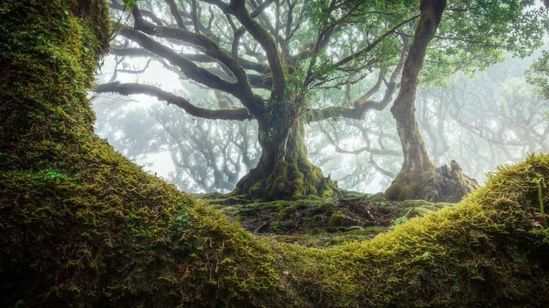 Tropical Tide, Porto Moniz & Fanal Forest 4WD Jeep Tour - Key Points