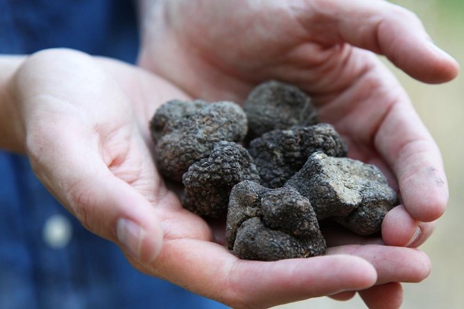 Truffle Hunt & Wine Tasting - Comparing This Tour to Other Experiences in the Region