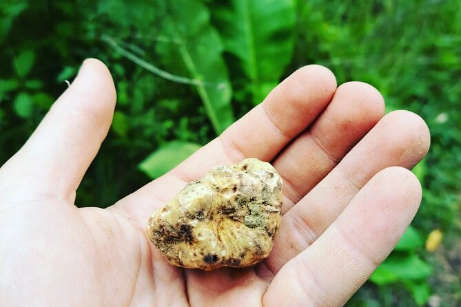 Truffle hunting adventure - The Family Behind the Experience: Mihael and His Dogs