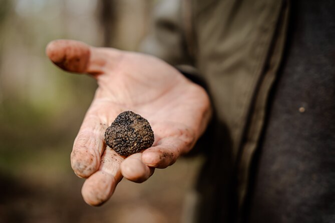 Truffle Hunting and 3-course Truffle Brunch in Motovun - The Authenticity and High Ratings of the Experience
