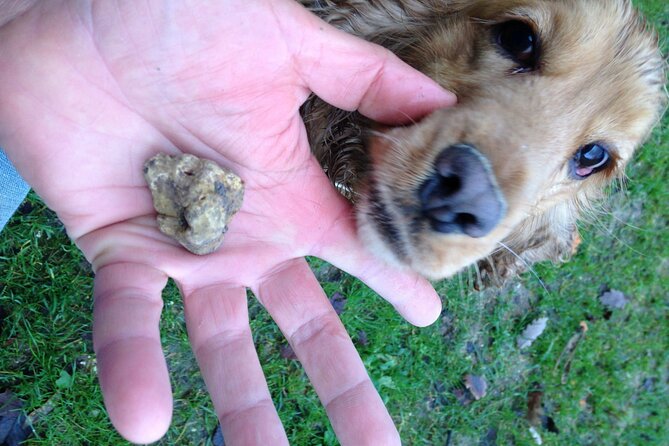 Truffle Hunting and Handmade Pasta in Ascoli Piceno - Collecting Fresh Eggs for Pasta Preparation