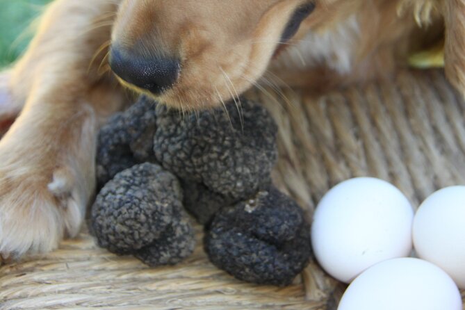 Truffle Hunting and Handmade Pasta in Ascoli Piceno - Practical Details: Group Size, Booking, and Cancellation