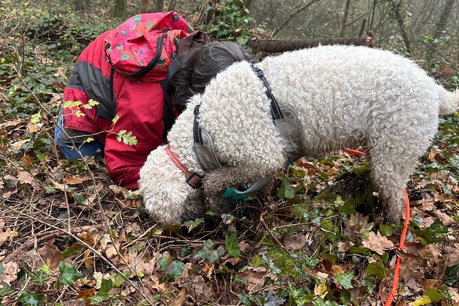 Truffle Hunting and Lunch in Piedmont Trattoria - Enjoying Piedmont Cuisine at a Traditional Trattoria