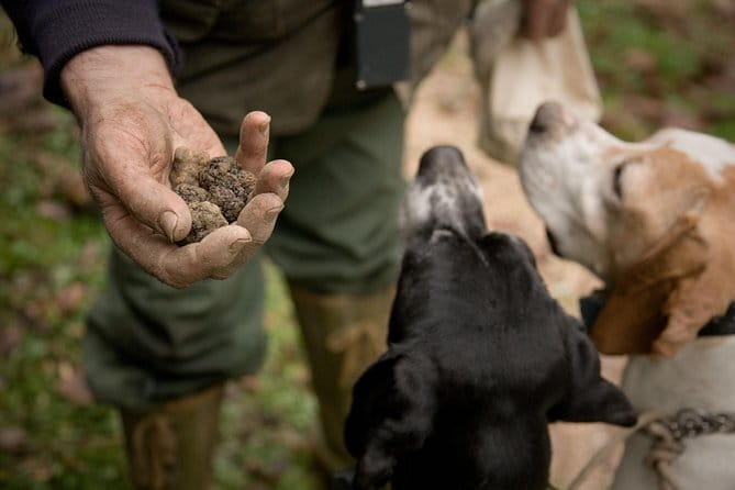 Truffle Hunting and Tasting in San Gimignano with a Tuscan Lunch - Discover the Authentic Truffle Hunt in Tuscany for $434.48