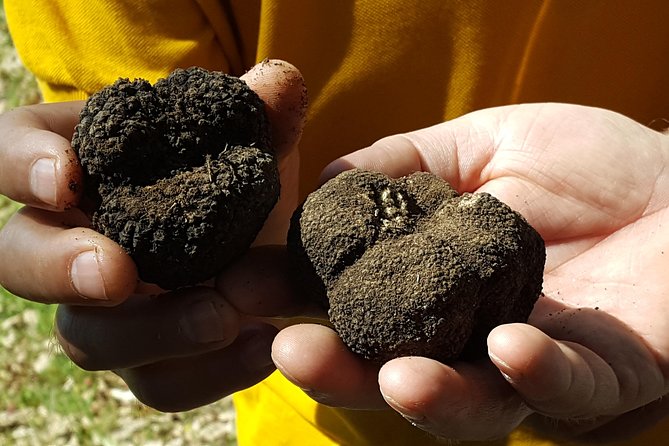 Truffle Hunting at Meteora - What Makes This Truffle Tour Unique in Meteora
