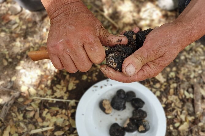 Truffle Hunting, Culinary & Wine Celebration from Elounda - Starting Point in Agios Nikolaos with Personal Pickup Options