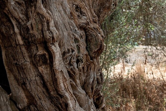 Truffle Hunting, Culinary & Wine Celebration from Elounda - Cooking Demonstration Paired with Local Wines and Fresh Ingredients