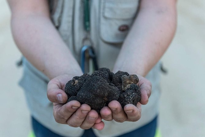Truffle hunting - Discover the Charm of Truffle Hunting in San Gimignano