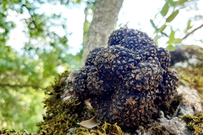 Truffle Hunting Experience in Assisi - Discover Truffle Hunting in Assisi for $63.86 per Person