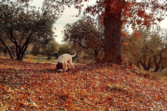 Truffle Hunting Experience in Assisi - The Role of Barto, the Truffle Hunting Dog