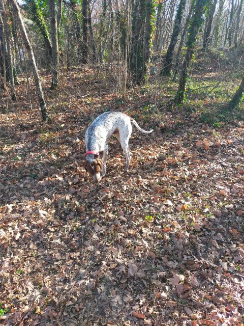 Truffle Hunting Experience with a Guide - Who Would Enjoy This Truffle Hunting Tour Most