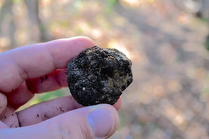 Truffle Hunting Experience with Lunch in San Miniato - Starting Point and Transportation Details in San Miniato