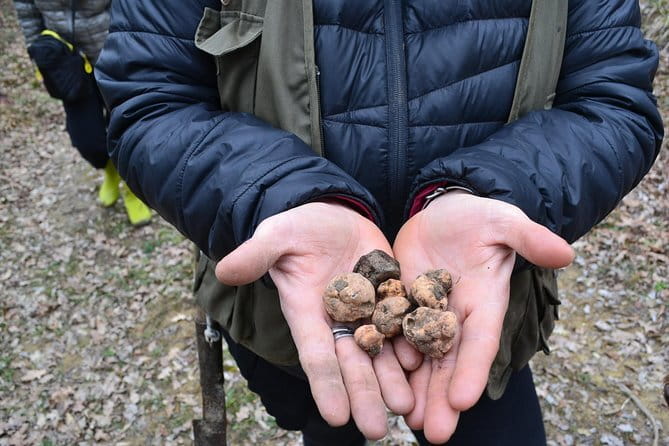 Truffle Hunting Experience with Lunch in San Miniato - The Role of the Family and Local Hosts