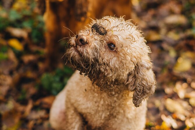 Truffle hunting for Nature Enthusiasts - Starting the Tour at the Croatian Truffle Museum
