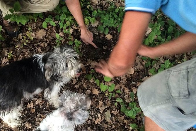 Truffle Hunting in Provence - Introduction to Truffle Hunting in Provence at Les Pastras