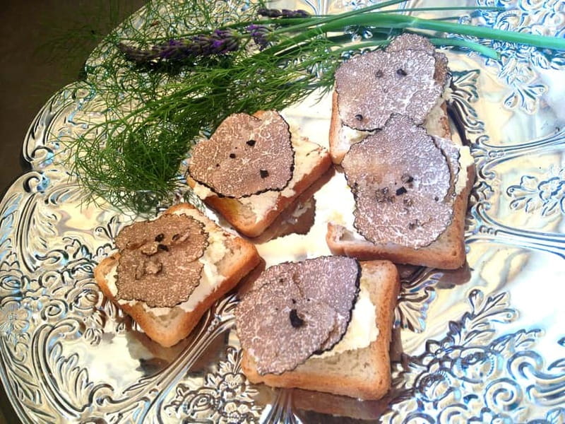 Truffle Hunting in Provence - Final Insights for Future Participants