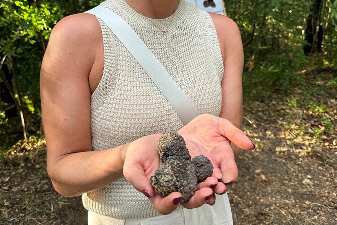 Truffle Hunting in San Gimignano - The Experience’s Most Notable Features